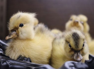 26,000 Day-Old-Chicks Found Abandoned in Airport in Spain; No Claims of Ownership