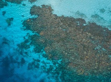 Australia’s Great Barrier Reef Loses More Than 50% of Its Corals to Climate Change