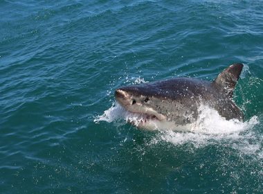 Man Left in Critical Condition after Shark Attack at Australia’s Great Barrier Reef