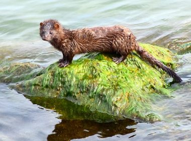 Minks Culled for COVID-19 in Denmark Rise from Death after being Buried in Shallow Graves 